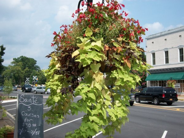 Green-vegetables-mixed-hanging-basket Garden hanging basket decorating ideas