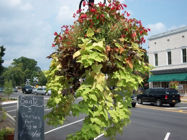 Green-vegetables-mixed-hanging-basket Garden hanging basket decorating ideas