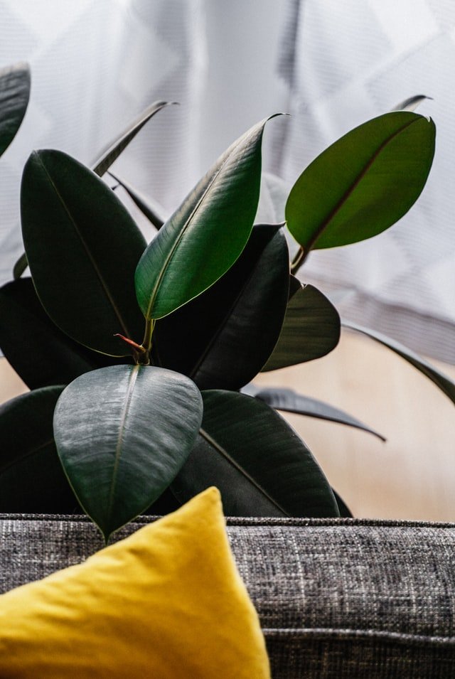 6 Points To Consider While Taking Care Of Your House Plants indoor-plants-1 indoor-plants-1 6 Points To Consider While Taking Care Of Your House Plants