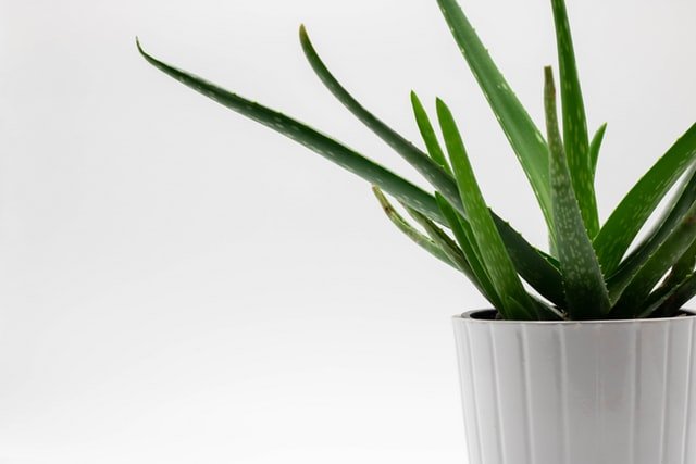 indoor-plants-2 9 House Plants To Brighten Up Your Indoors During Lockdown Of COVID-19