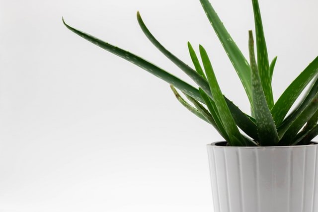 9 House Plants To Brighten Up Your Indoors During Lockdown Of COVID-19 indoor-plants-2 indoor-plants-2 9 House Plants To Brighten Up Your Indoors During Lockdown Of COVID-19