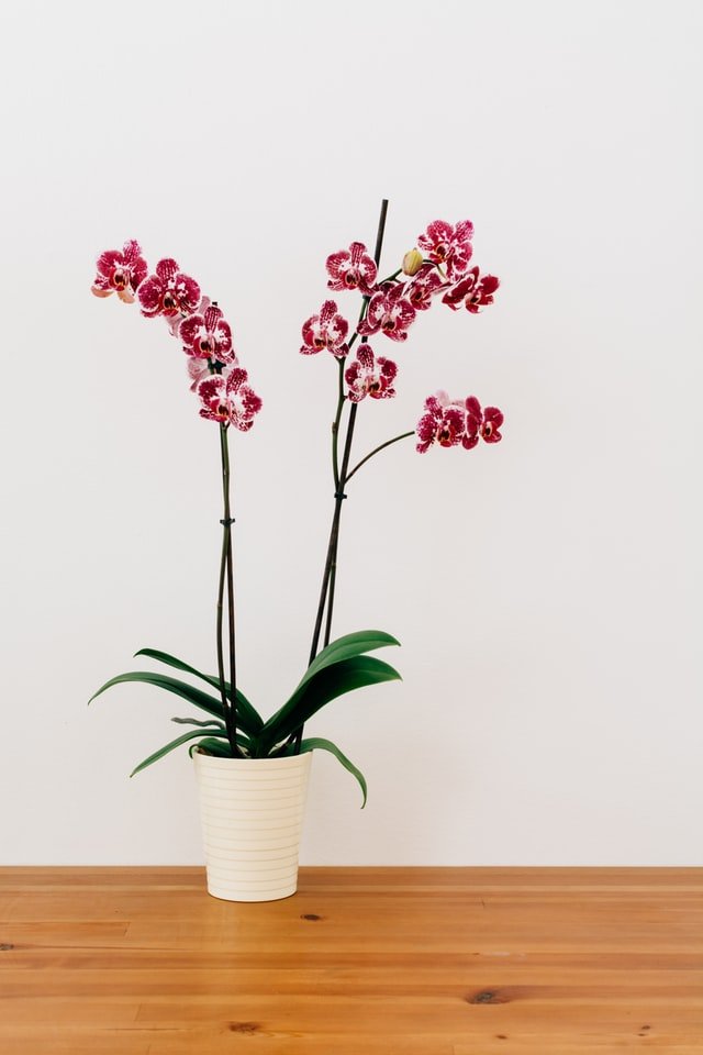 9 House Plants To Brighten Up Your Indoors During Lockdown Of COVID-19 indoor-plants-3 indoor-plants-3 9 House Plants To Brighten Up Your Indoors During Lockdown Of COVID-19