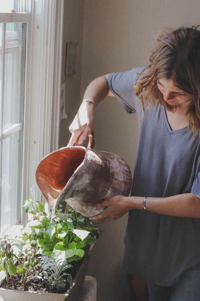 6 Points To Consider While Taking Care Of Your House Plants house-plant-care-2 house-plant-care-2 6 Points To Consider While Taking Care Of Your House Plants